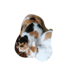 cat cat live（個別スタンプ：7）