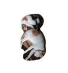 cat cat live（個別スタンプ：8）