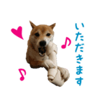 柴犬おこげ（個別スタンプ：18）