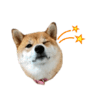 柴犬おこげ（個別スタンプ：20）