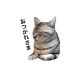 キング猫チャーリー2（個別スタンプ：1）