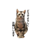キング猫チャーリー2（個別スタンプ：2）