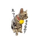 キング猫チャーリー2（個別スタンプ：5）
