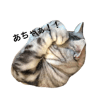 キング猫チャーリー2（個別スタンプ：6）