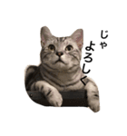 キング猫チャーリー2（個別スタンプ：7）
