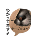 キング猫チャーリー2（個別スタンプ：8）