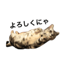 キング猫チャーリー2（個別スタンプ：13）