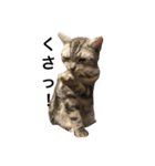 キング猫チャーリー2（個別スタンプ：14）
