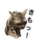 キング猫チャーリー2（個別スタンプ：15）