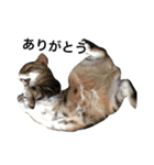 キング猫チャーリー2（個別スタンプ：16）
