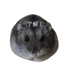 鼠のおまめとおいも（個別スタンプ：11）