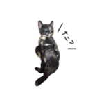 猫の、日常。（個別スタンプ：1）