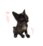 猫の、日常。（個別スタンプ：3）