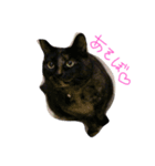猫の、日常。（個別スタンプ：4）