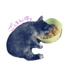 猫の、日常。（個別スタンプ：6）