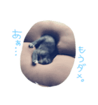 猫の、日常。（個別スタンプ：8）
