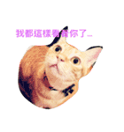 orange fat cattt（個別スタンプ：1）