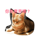 orange fat cattt（個別スタンプ：2）