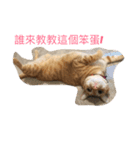 orange fat cattt（個別スタンプ：4）
