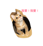 orange fat cattt（個別スタンプ：5）