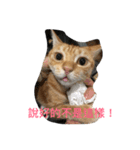 orange fat cattt（個別スタンプ：6）