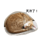 orange fat cattt（個別スタンプ：7）