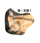 orange fat cattt（個別スタンプ：8）