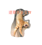 orange fat cattt（個別スタンプ：9）