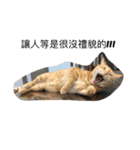 orange fat cattt（個別スタンプ：10）