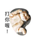 orange fat cattt（個別スタンプ：12）