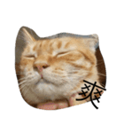 orange fat cattt（個別スタンプ：13）