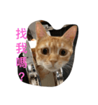 orange fat cattt（個別スタンプ：14）