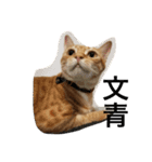 orange fat cattt（個別スタンプ：15）