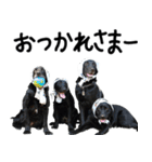 4黒ラブ（個別スタンプ：2）