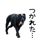 4黒ラブ（個別スタンプ：7）