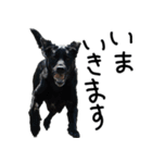 4黒ラブ（個別スタンプ：10）