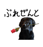 4黒ラブ（個別スタンプ：15）
