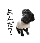 4黒ラブ（個別スタンプ：22）