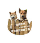 shiba inu go ahead（個別スタンプ：5）