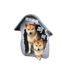 shiba inu go ahead（個別スタンプ：7）