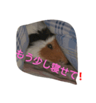 モルモットGO！GO！（個別スタンプ：5）