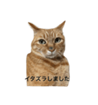 きなこの言葉（個別スタンプ：5）