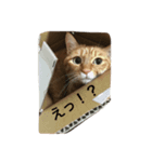 きなこの言葉（個別スタンプ：11）