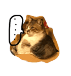 neko.neko.2（個別スタンプ：2）