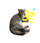 neko.neko.2（個別スタンプ：3）