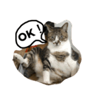 neko.neko.2（個別スタンプ：4）