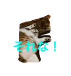 neko.neko.2（個別スタンプ：5）