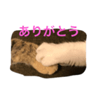 neko.neko.2（個別スタンプ：8）
