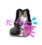neko.neko.2（個別スタンプ：14）