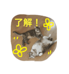 neko.neko.2（個別スタンプ：15）